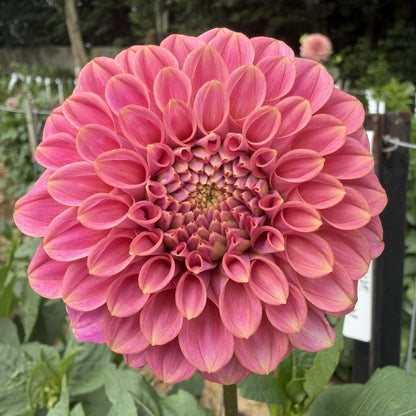 Florelie Omen Seeds