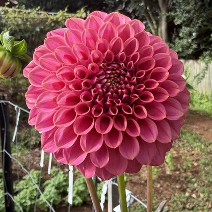 Florelie Omen