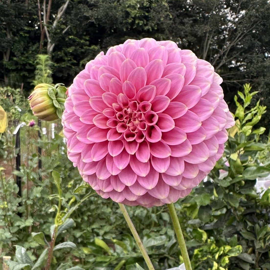 Florelie Oracle