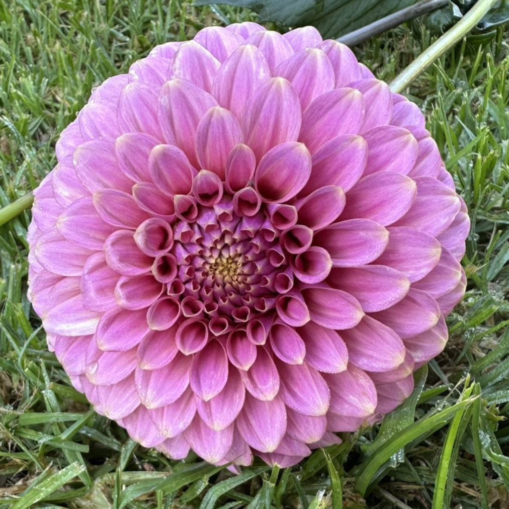 Florelie Oracle