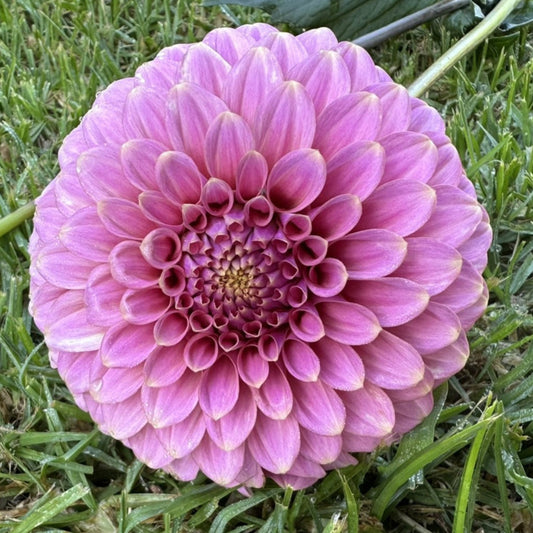 Florelie Oracle