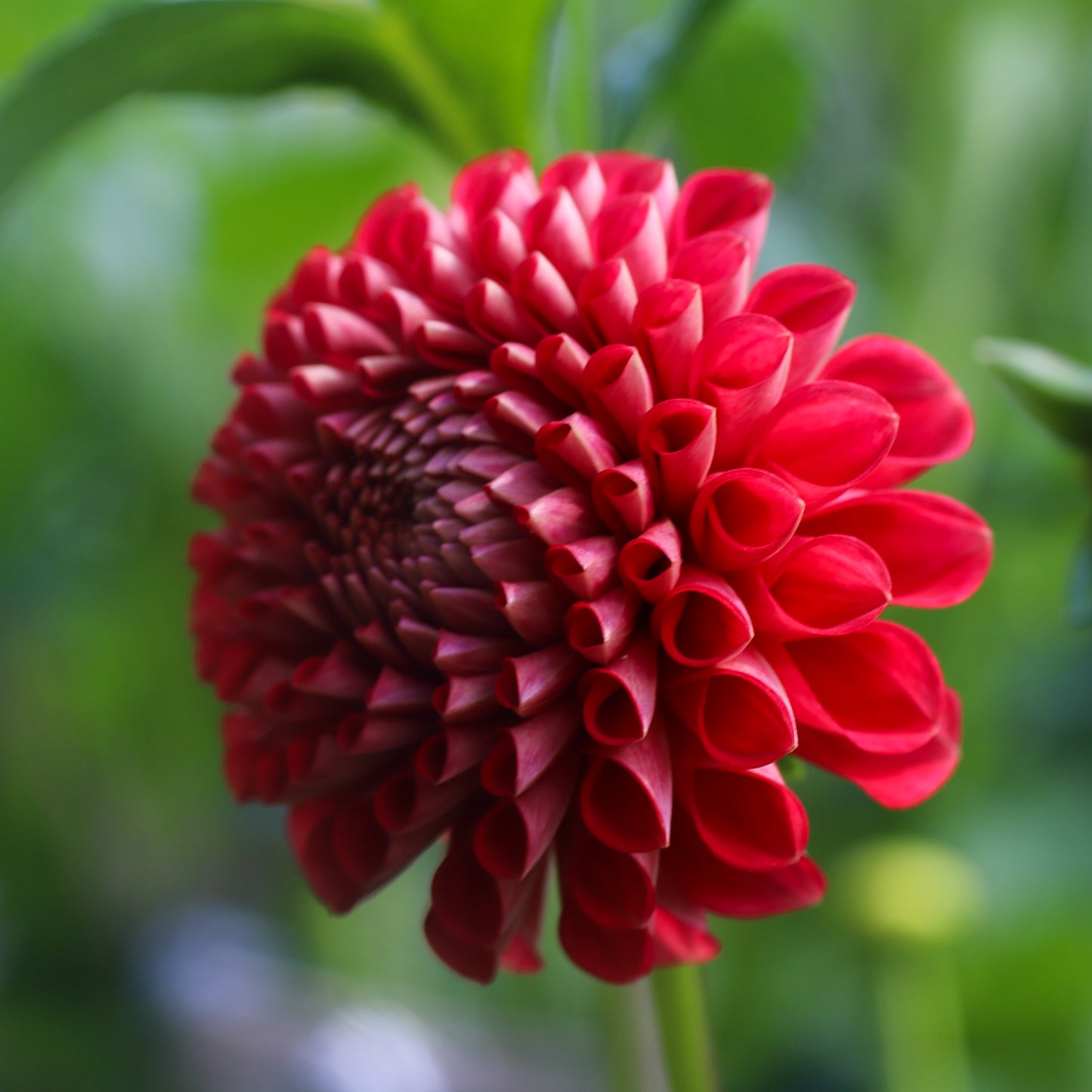 Florelie Ponyo