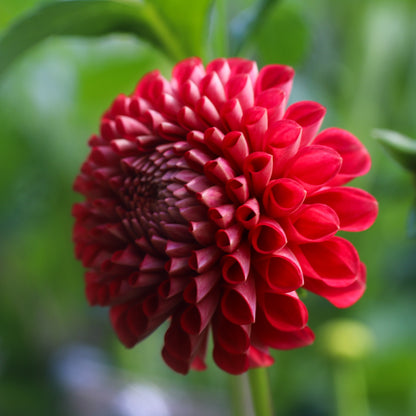 Florelie Ponyo