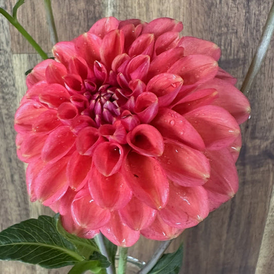 Florelie Quince