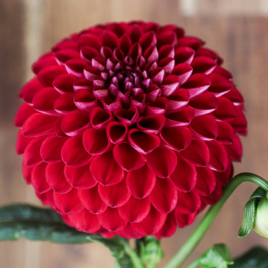 Florelie Rosetta