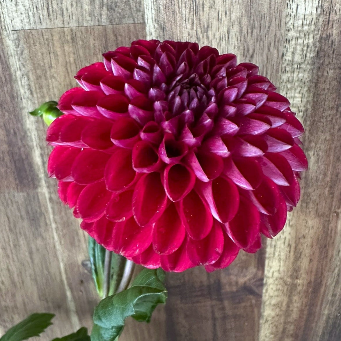 Florelie Rosetta
