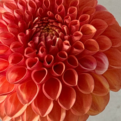 Florelie Angostura