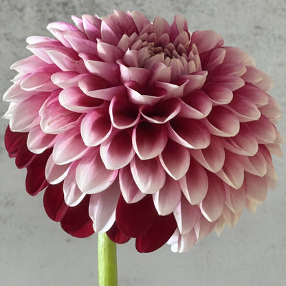 Florelie Cosmic Romance