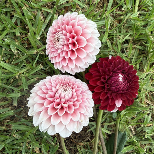Florelie Cosmic Romance seeds x 10