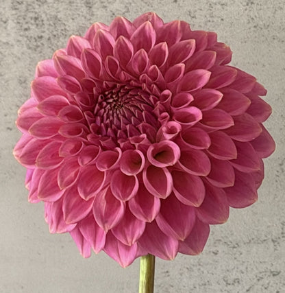 Florelie Flamingo