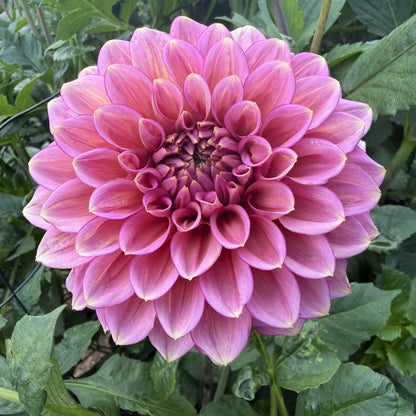 Florelie Guava