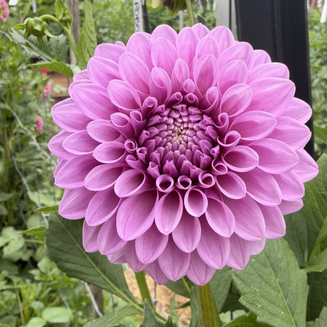 Florelie Jeanette