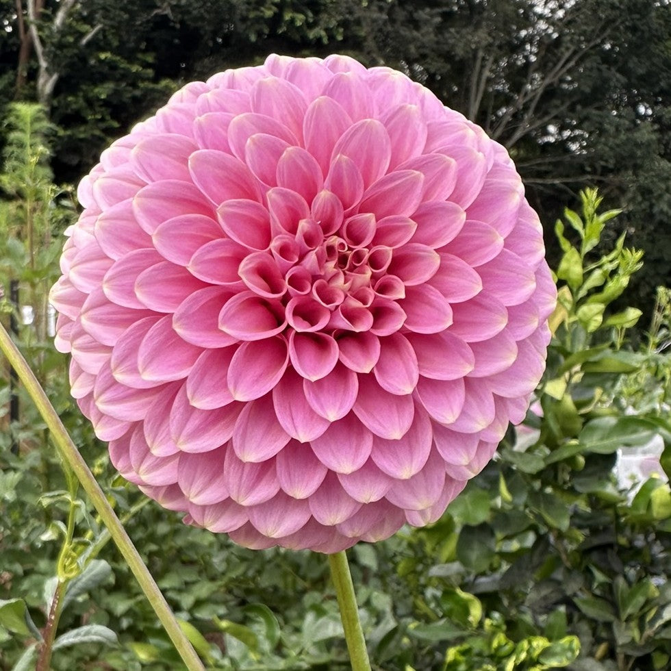 Florelie Oracle