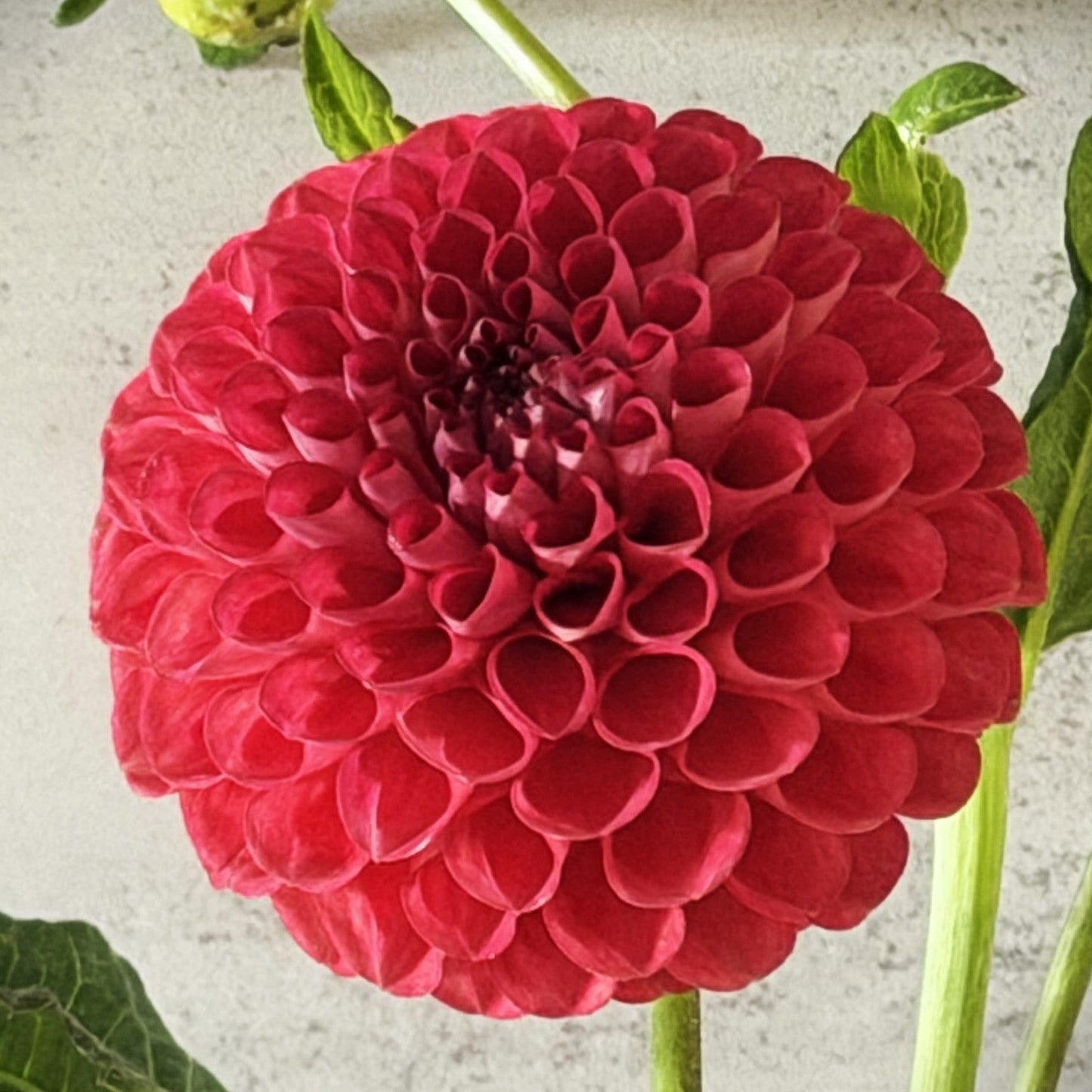 Florelie Ponyo