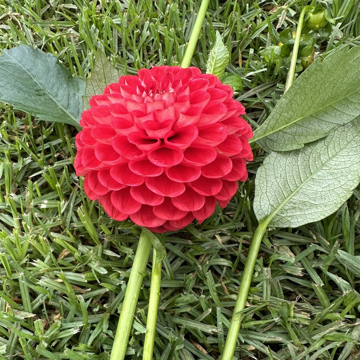 Florelie Ponyo