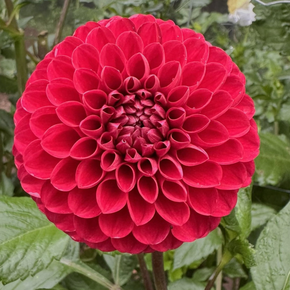 Florelie Rosetta