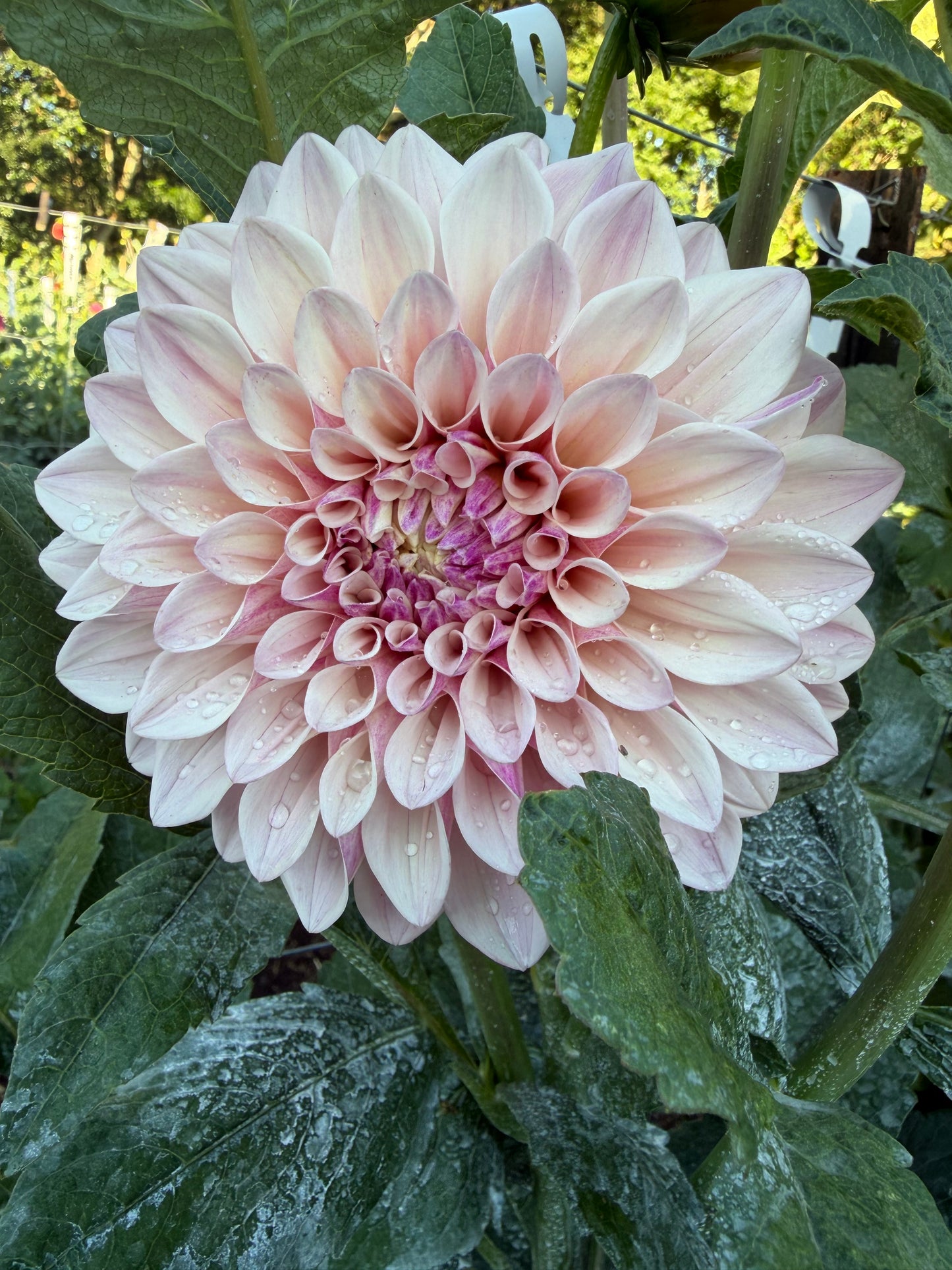 Florelie Antique seeds x 10