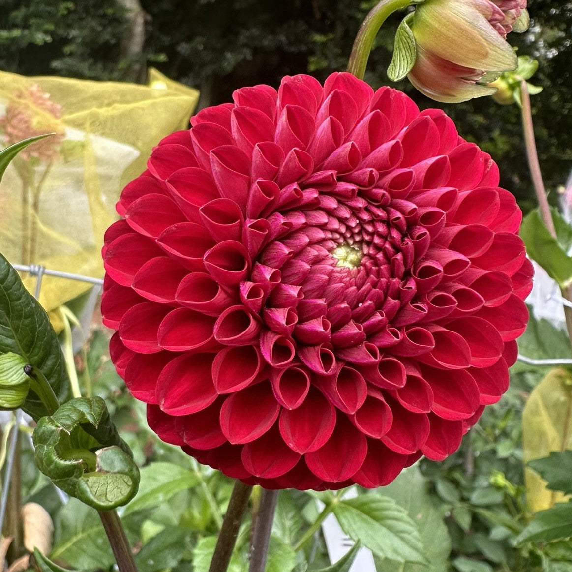 Florelie Rosetta Seeds