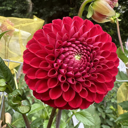 Florelie Rosetta Seeds