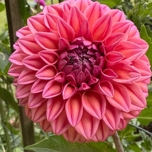 Formby Quest (Coming in 2026)