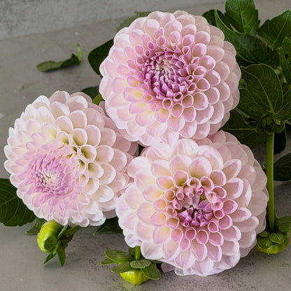 Formby Pearl