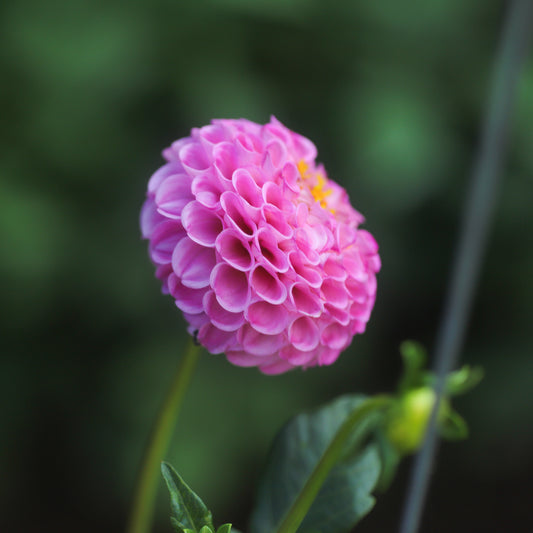 Frank Holmes seed x 10 (pom)