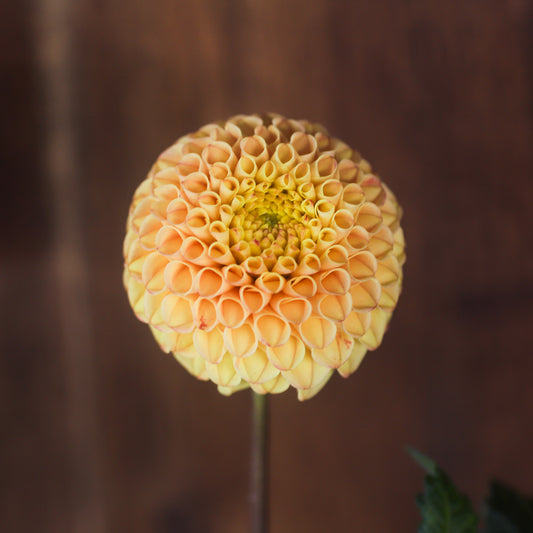 Glenbank honeycomb seeds x 10 (pom)