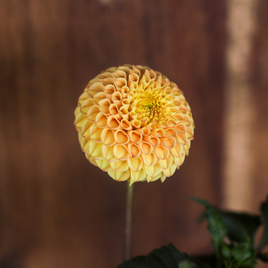 Glenbank Honeycomb
