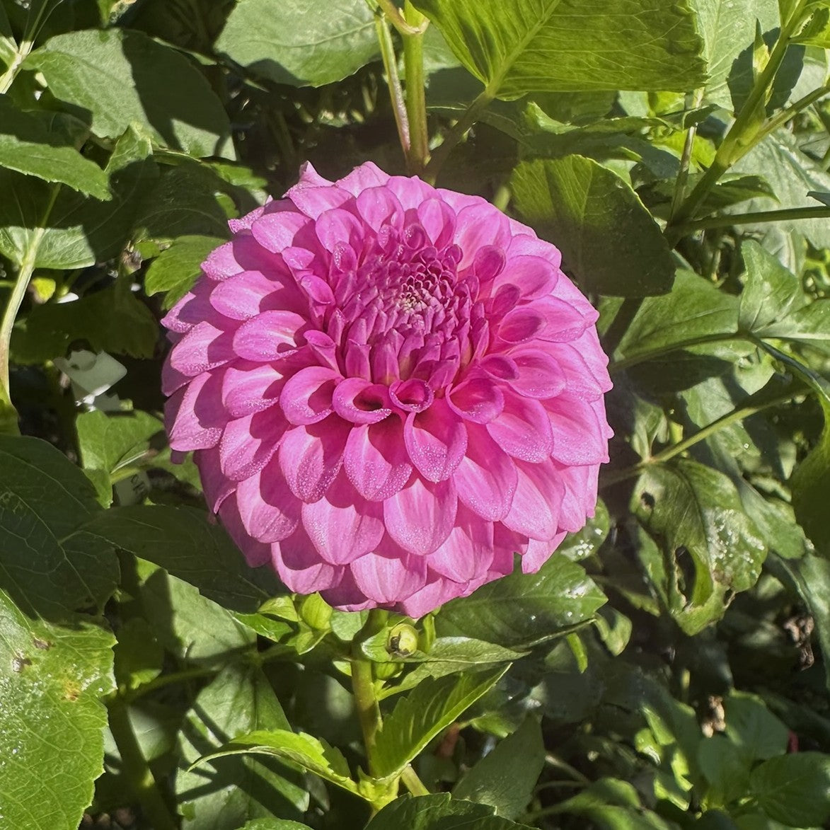Glenmarc Connie seeds x 10