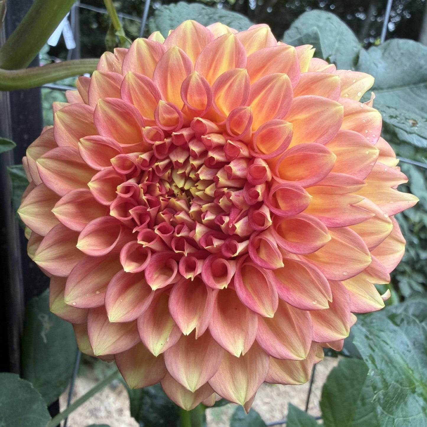 Glenmarc Viva seeds x 10