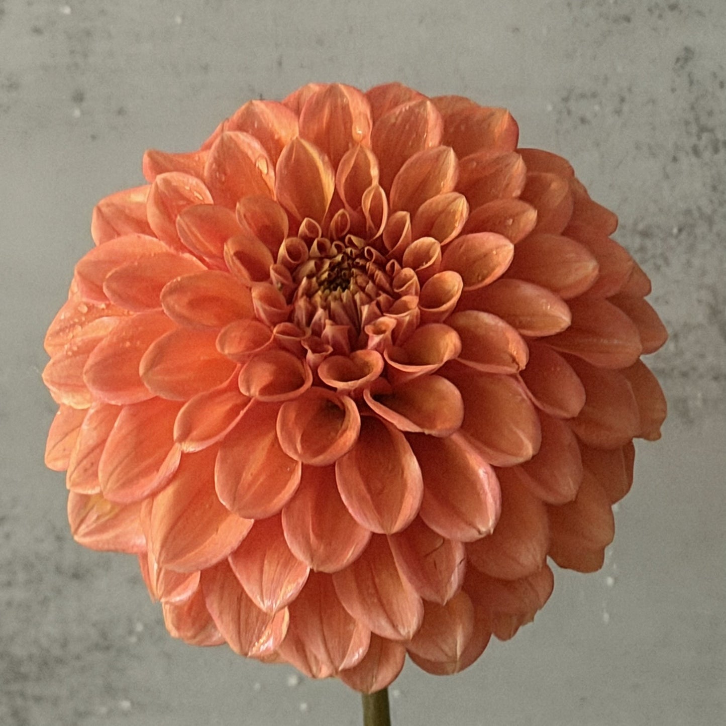 Glenmarc Renegade seeds x10 (orange decorative)