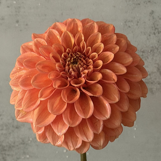 Glenmarc Renegade seeds x10 (orange decorative)