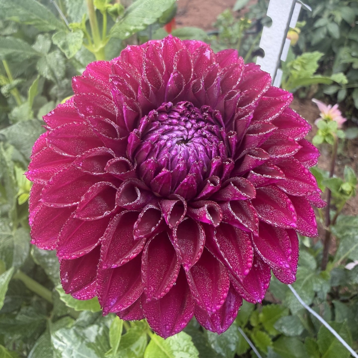 Glenmarc Anne seeds x 10