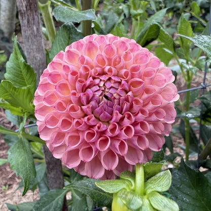 Hapet Coppery