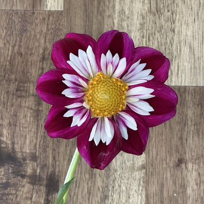 Hilara Jean Seeds x 10