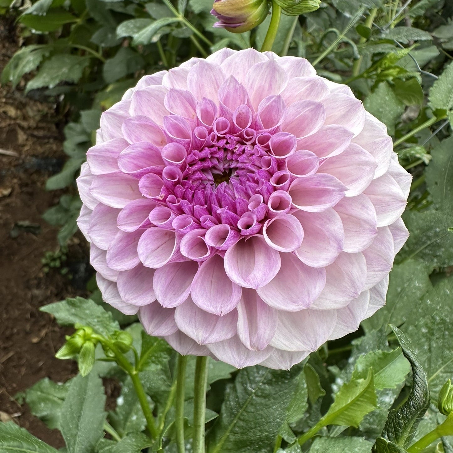 Jeff Bloom Seeds x 10