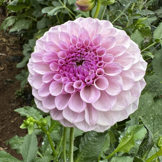 Jeff Bloom Seeds x 10