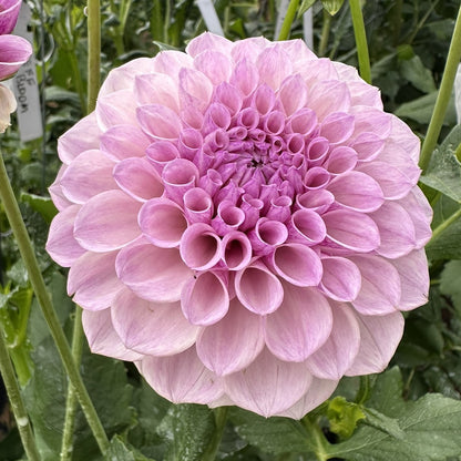 Jeff Bloom