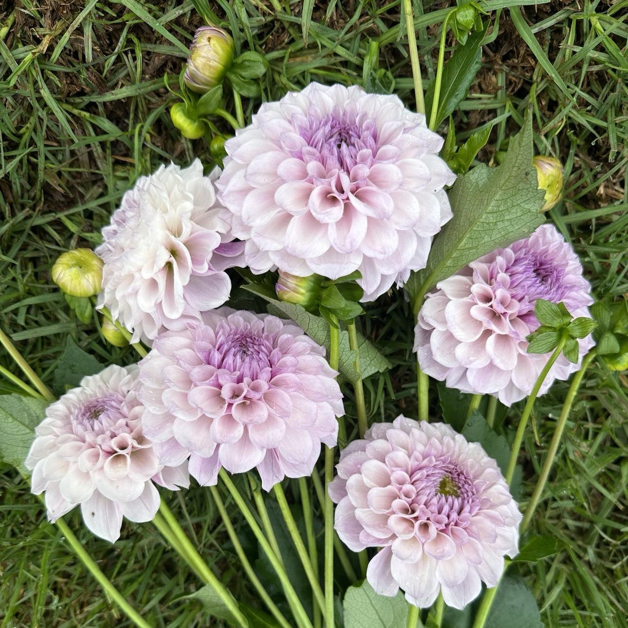 Jeff Bloom