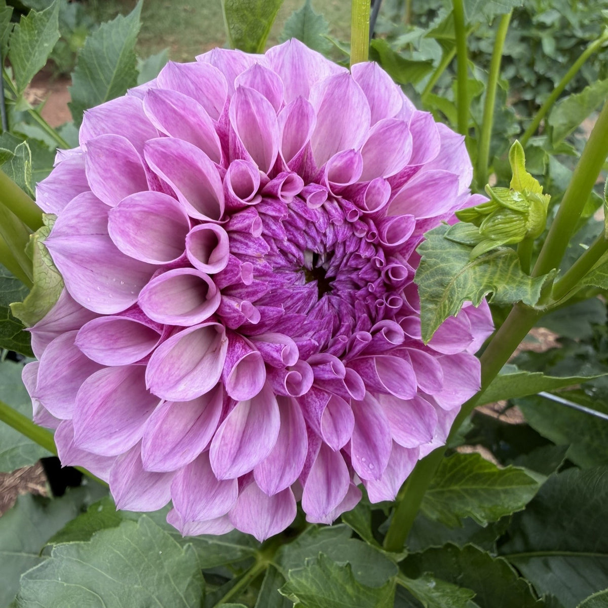 Jeff Bloom