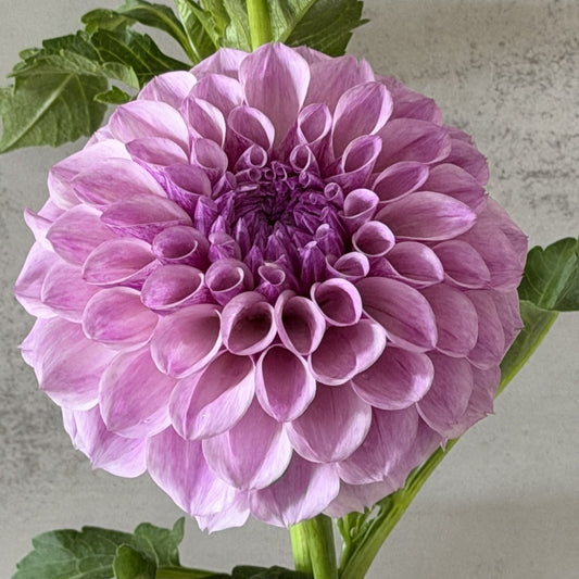 Jeff Bloom