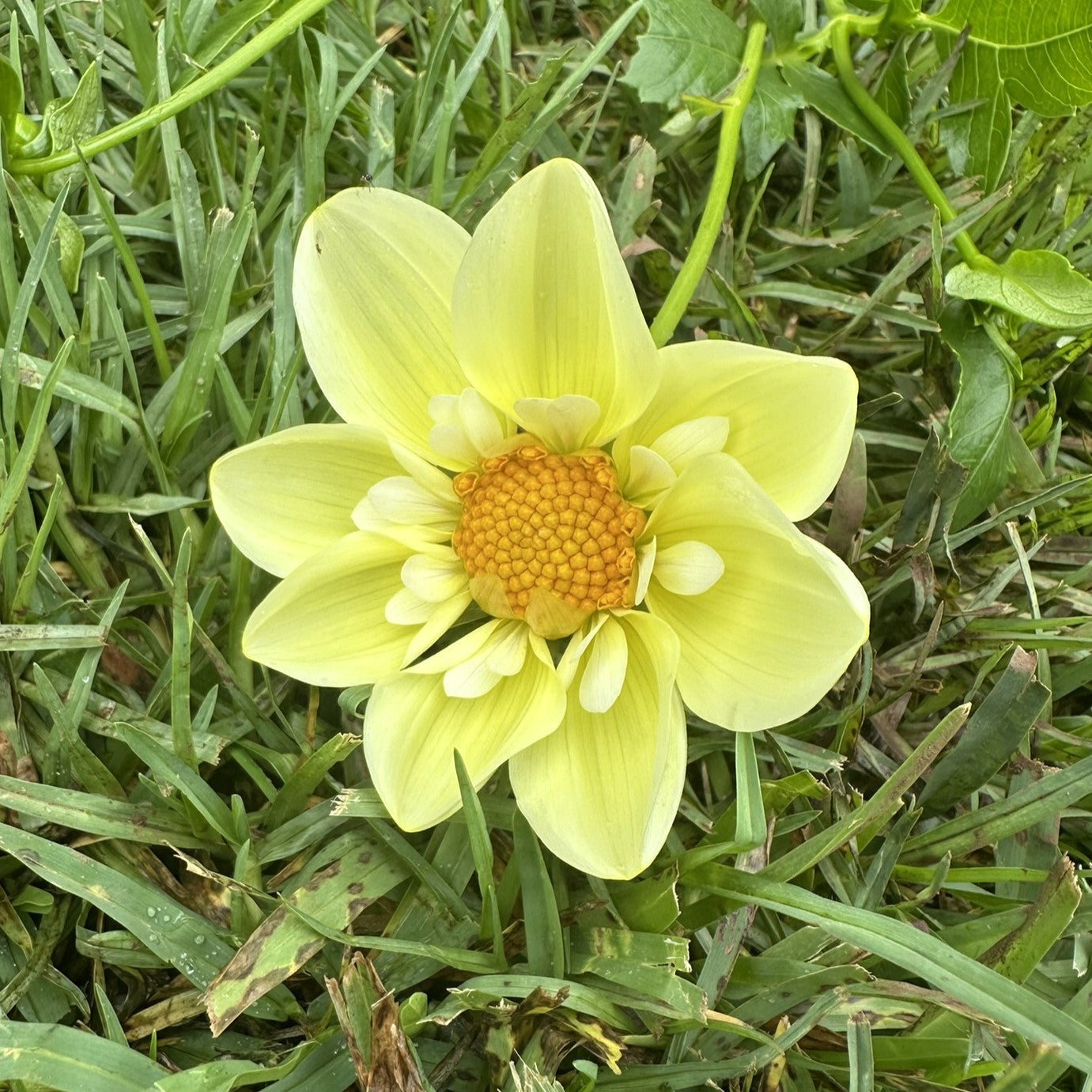 Karras Lee Seeds x 10