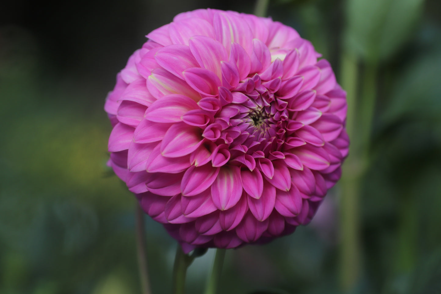 Kenora Tonya Seeds x 10