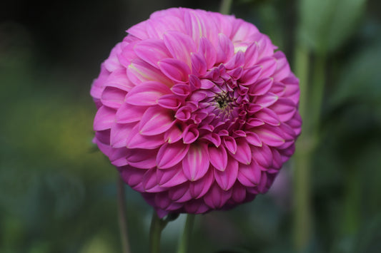 Kenora Tonya Seeds x 10