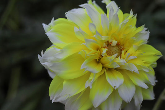 Lemon Snow