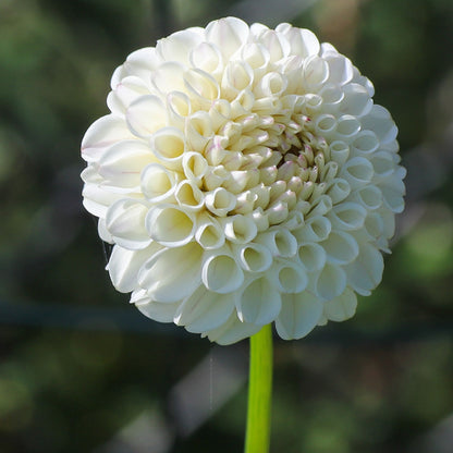 Glenbank Little Angel