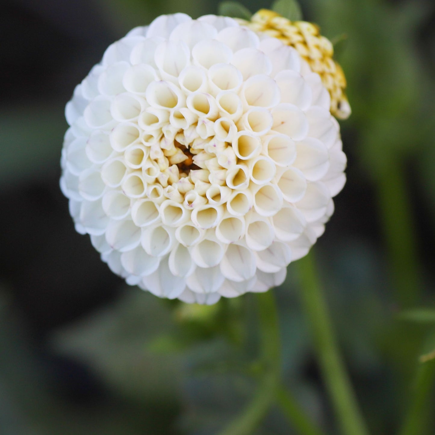 Glenbank Little Angel