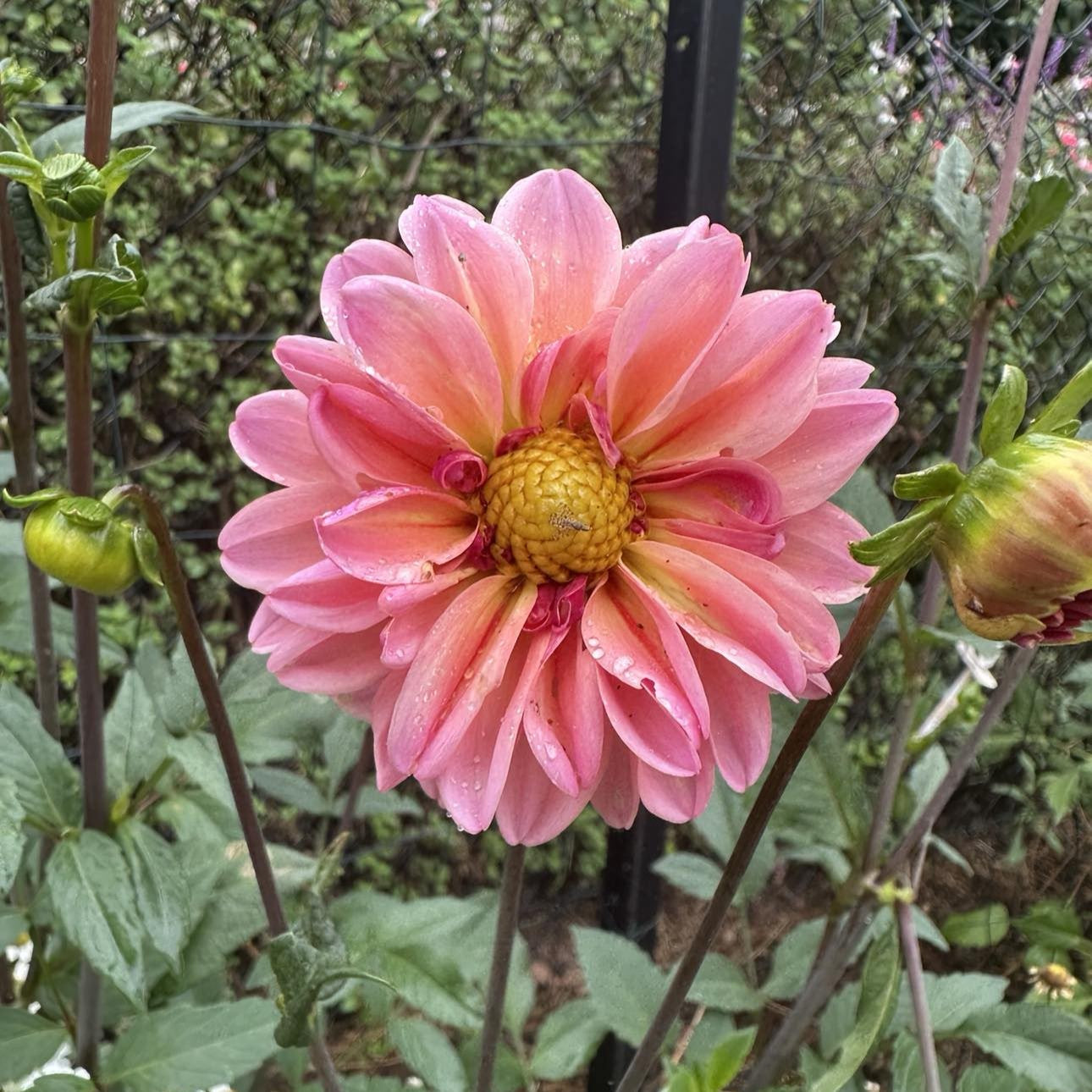 Merton's Single Peach