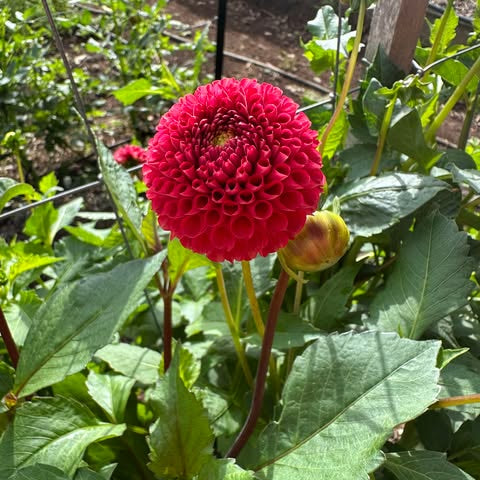 Orange Pom