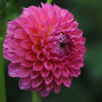 Pink Suffusion